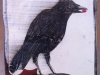 crow